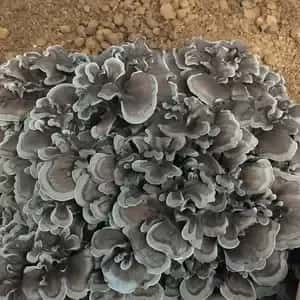 【今だけ！】農薬不使用・原木栽培＜京おはな＞京都京北産の超希少な幻の舞茸