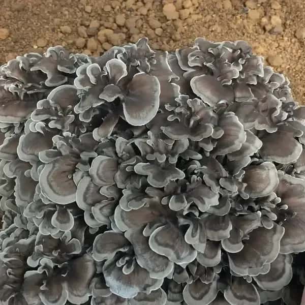 【今だけ！】農薬不使用・原木栽培＜京おはな＞京都京北産の超希少な幻の舞茸