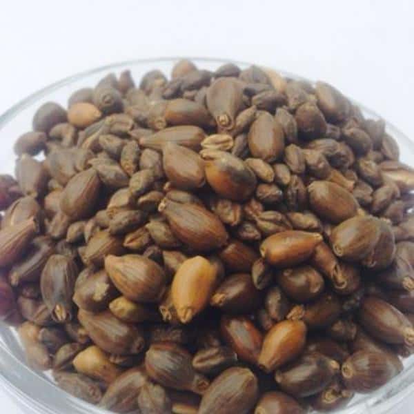 はと麦茶[無農薬・無化学肥料・有機JAS認定]