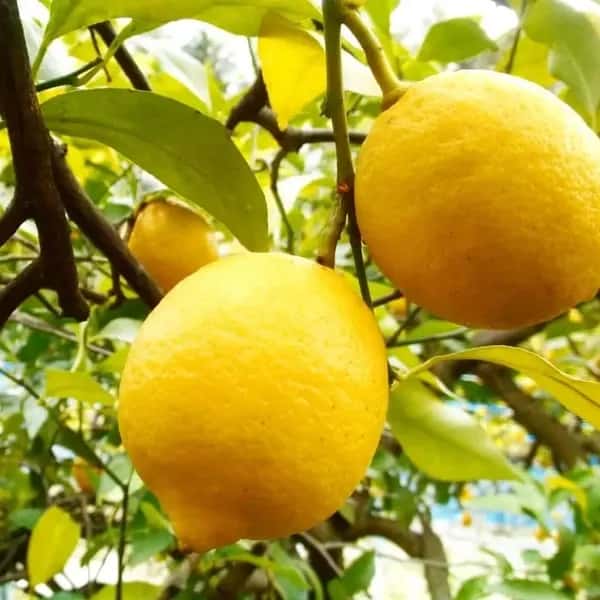 化学農薬不使用！国産レモンの名産地からお届けする「瀬戸田産レモン」