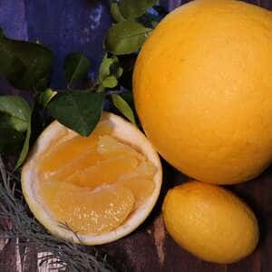 柑橘界でナンバー2の大玉！大きくてさわやかな「安政柑」