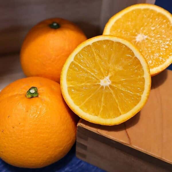 化学農薬・化学肥料・ワックスなど不使用＜希少な国産ネーブル＞広島県特別栽培認証