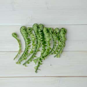 【2026年予約注文。発送は4月上旬ごろから】【毎年大好評！春山菜の代表！おひたし 天ぷら ごま和え ナムルに！】天然こごみ 約300g ＋オマケ1種