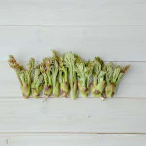 【2026年の予約販売】【毎年大好評！！天然物は香りが違う！！春の味覚の定番！！】山菜の王様 採れたて天然たらの芽 約200g＋オマケ1種