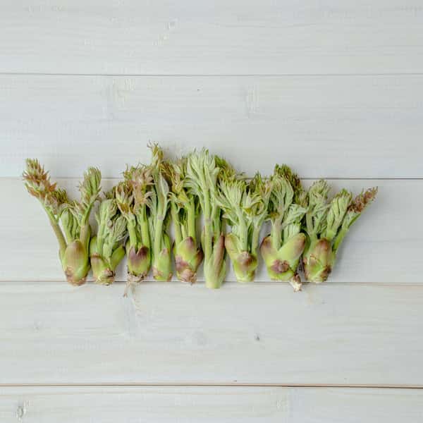 【2026年の予約販売】【毎年大好評！！天然物は香りが違う！！春の味覚の定番！！】山菜の王様 採れたて天然たらの芽 約200g＋オマケ1種