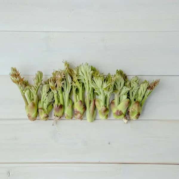 【2026年予約注文。発送は4月下旬ごろから】【毎年大好評です！天然物は香りが違う！！】たらの芽 約200g＋こごみ 約300g＋オマケ1種