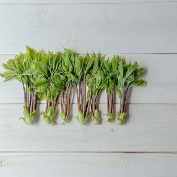 【天然物は香りが違う！！】採れたてコシアブラ 約150g ＋たらの芽 約200g＋オマケ1種【2022年予約注文。発送は4月下旬ごろから】