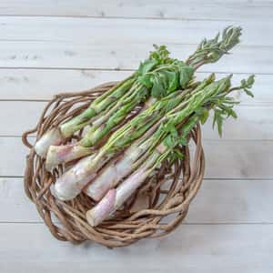 【2026年予約注文。発送は4月下旬ごろから】【毎年大好評です！山の風味が美味しい】採れたて天然山うど約600g+オマケ1種