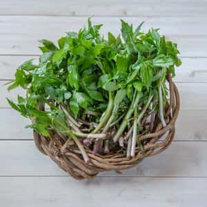 【2026年予約注文。発送は4月下旬ごろから】【毎年大好評です！山の香りが美味しい！！山菜の王様】採れたて天然しどけ約300g+オマケ1種