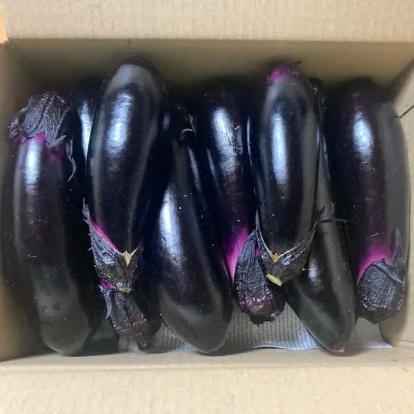 【お得なまとめ買い！！】ほぼ自然栽培！！中長ナスの元祖の早生真黒ナス