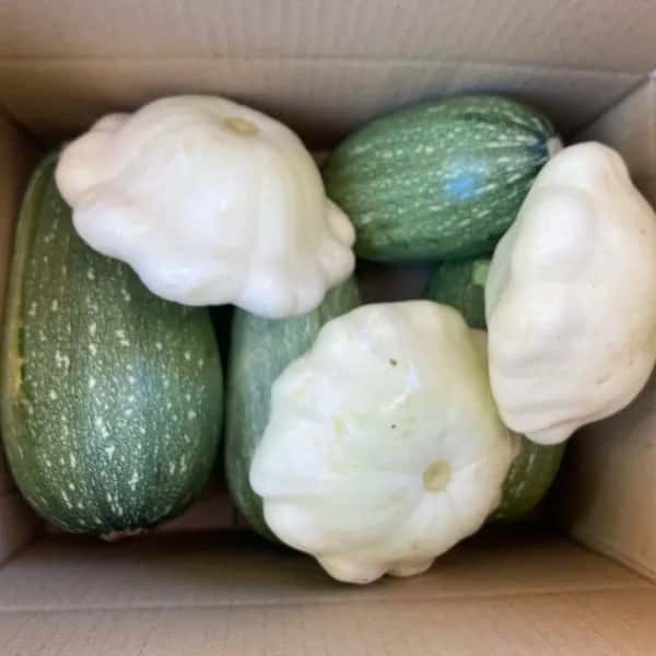 【お得なまとめ買い！！】ほぼ自然栽培！！夏が美味しい定番のズッキーニ！！