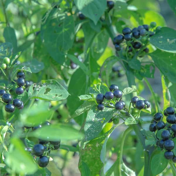 【クセになる美味しさ！！ジャムに加工して美味しいです！！】ほぼ自然栽培 ハックルベリー約1kg