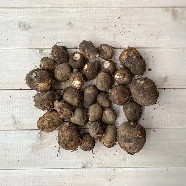 『里芋のポテンシャル！』自然栽培の里芋（石川早生＆カラドリ芋のmix） 土付き