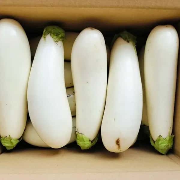 【お得なまとめ買い！！固定種野菜】自然栽培！！「フォアグラ」とも例えられるとろける食感の白ナス