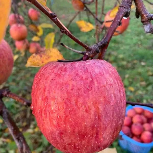 農薬不使用りんご　『シナノスイート』2Kg