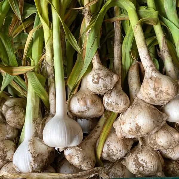 ジャンボニンニク