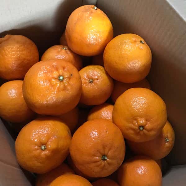 ぽんかん～無農薬･無肥料栽培5年目