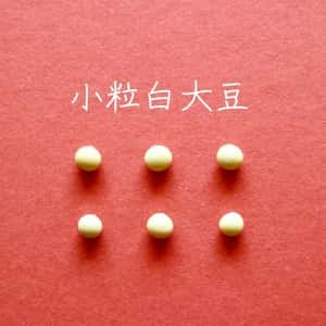 豆【小粒白大豆　２００g】忙しい時にこそ使って欲しい、小粒なお豆さん