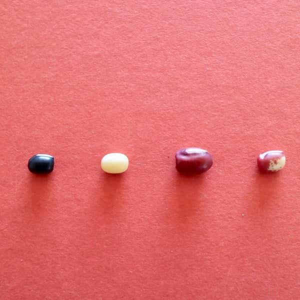 豆【４種類の小豆セット　２００g入り　４袋】眺めてもかわいい！
