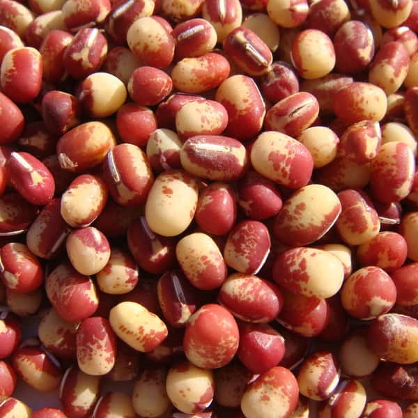 豆【花嫁小豆　２００g】見た目からは想像できないワイルドな味