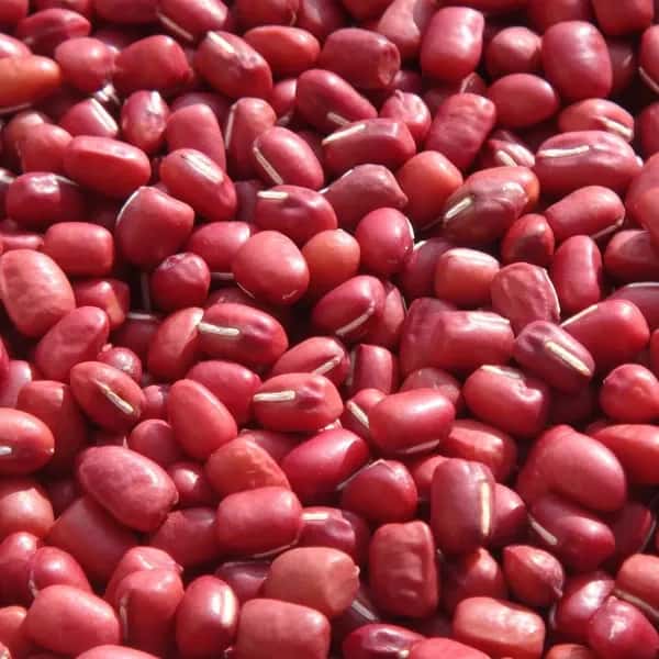 送料無料　豆【丹波大納言小豆　２００g　６袋】味よし大きさよし香りよし、希少なブランド小豆です