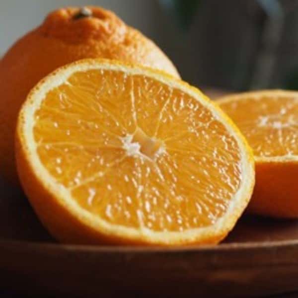 有機栽培不知火 ［有機JAS転換期間中］