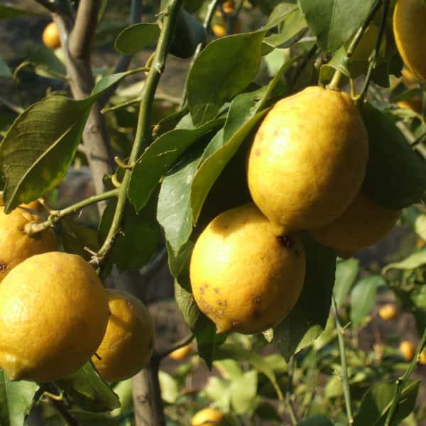 有機リスボンレモン [有機JAS]