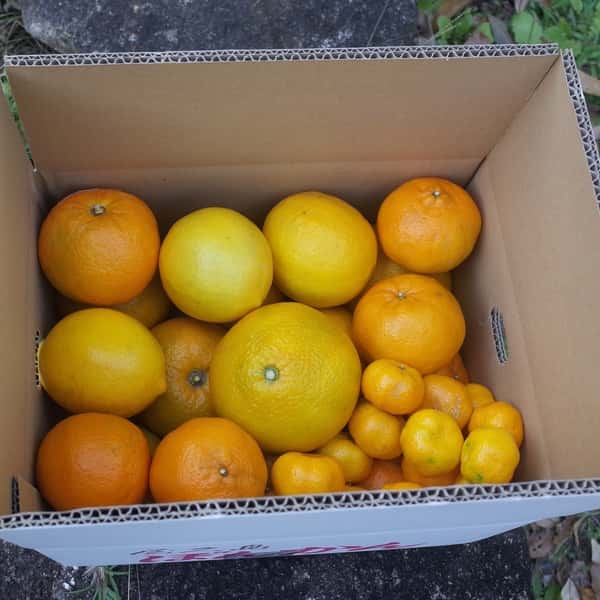 【柑橘好きの方へ】農薬不使用・屋久島産　柑橘５種食べくらべセット（ご家庭用・約5kg）