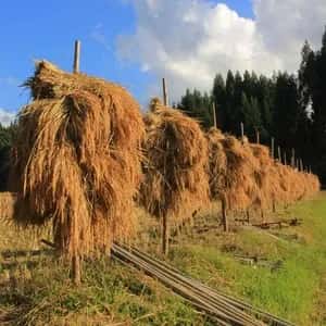 【令和8年度産】 沢の天日干し・自然栽培のお米　品種未指定　秋田県産  商品画像