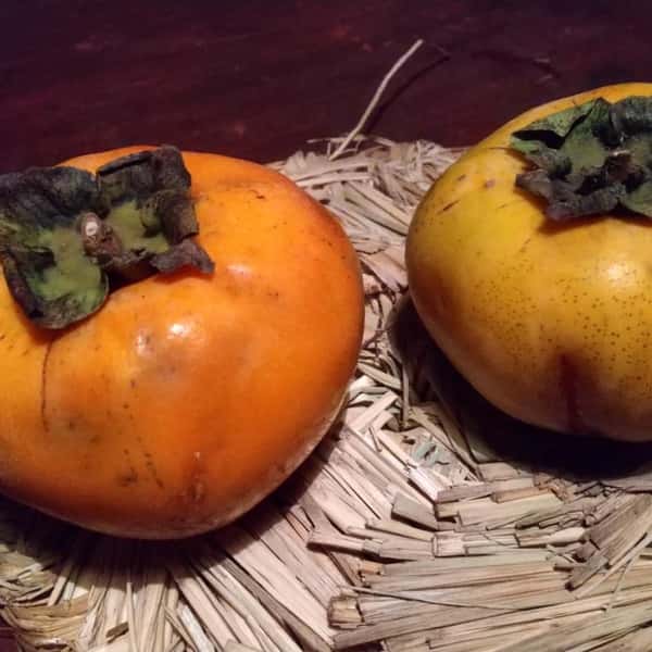 しぶぬき 庄内柿 10キロ