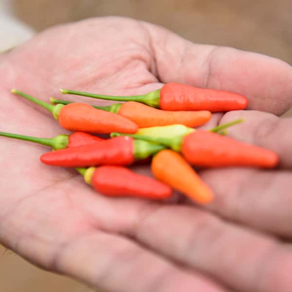 無農薬栽培〈島とうがらし〉