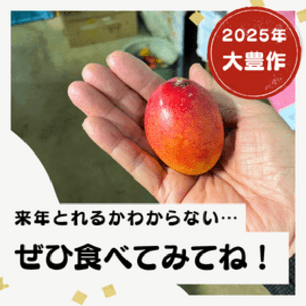 ぎゅぎゅっと甘味が凝縮＜有機マンゴー・ピンポン玉サイズ＞有機JAS認定栽培