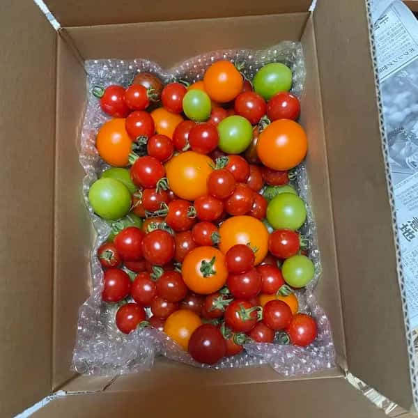 【濃厚】オーガニックミニトマト　カラフル詰め合わせ