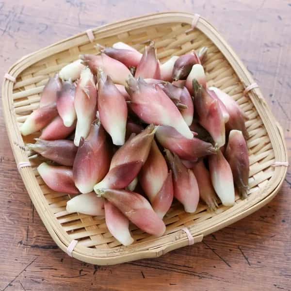 【期間限定】鮮やかな紅の色味と香り！＜本谷秋みょうが＞阿智村園原産【自然栽培】【送料0円〜】