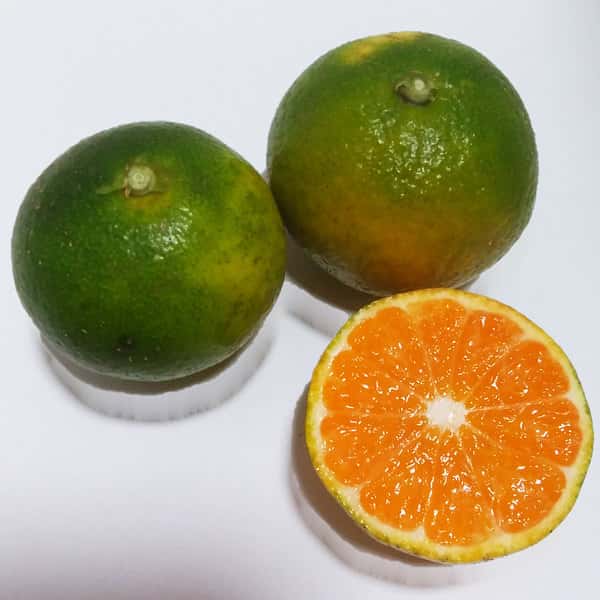 極早生みかん 自然栽培（農薬不使用・化学肥料不使用・除草剤不使用）