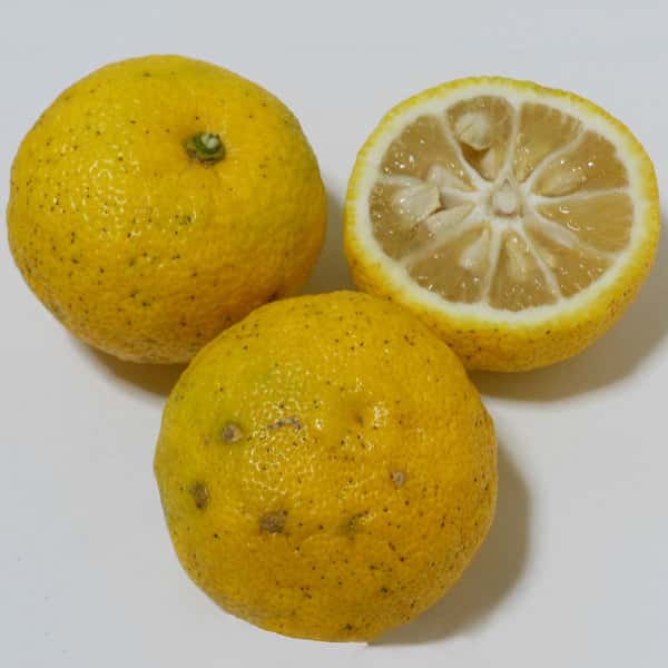 ゆず  自然栽培（農薬不使用・化学肥料不使用・除草剤不使用）