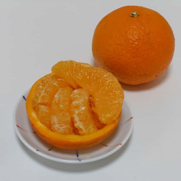 甘夏  自然栽培（農薬不使用・化学肥料不使用・除草剤不使用）