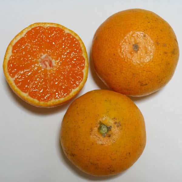 小玉みかん 自然栽培（農薬不使用・化学肥料不使用・除草剤不使用）