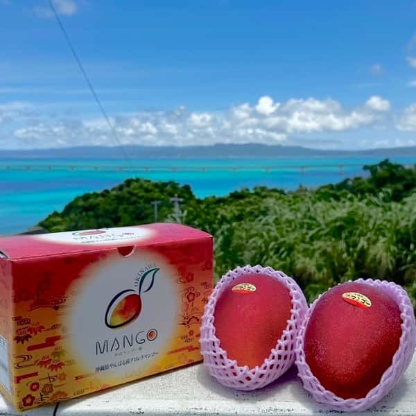 農薬・化学肥料不使用＜贈答用マンゴー＞沖縄の太陽とクロレラ肥料で栽培