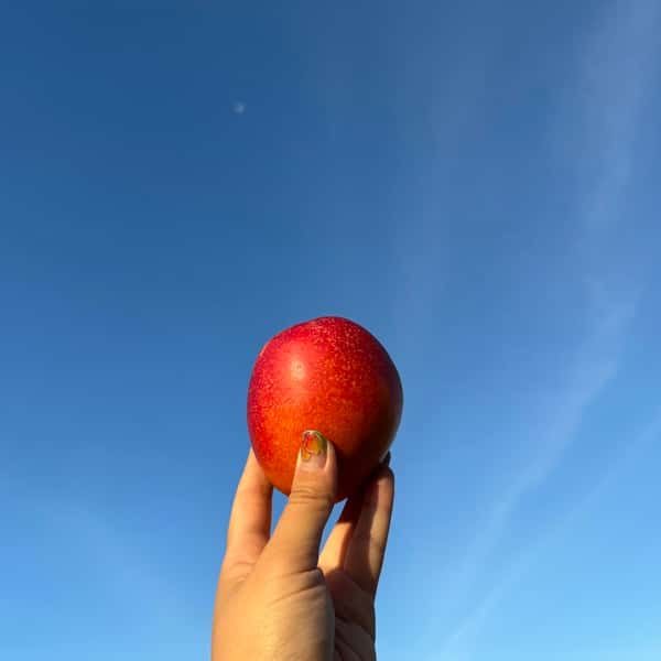 農薬・化学肥料不使用＜ピンポンマンゴー＞沖縄の太陽とクロレラ肥料で栽培