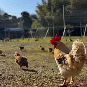 24個/鶏たちの暮らしから届く卵。平飼い放牧卵-itadaki-