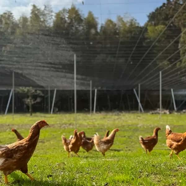 【定期便】空と大地に見守られて、産まれる卵。-itadaki-甘くてコク深い、放牧鶏「暖鷄」の卵です。放牧卵/自然放牧