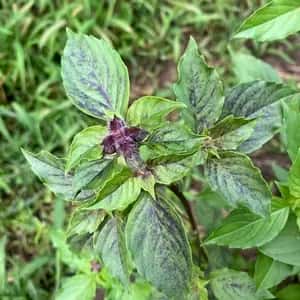 無農薬・肥料不使用の自然栽培ハーブティ＜トゥルシー＞自然乾燥