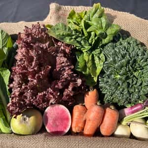 静岡県浜松産・自然栽培＜旬野菜おまかせセット＞農夫の足音で育てた季節野菜