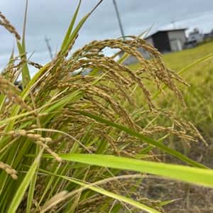 肥料・農薬不使用 ＜自然栽培朝日米＞静岡県浜松市産