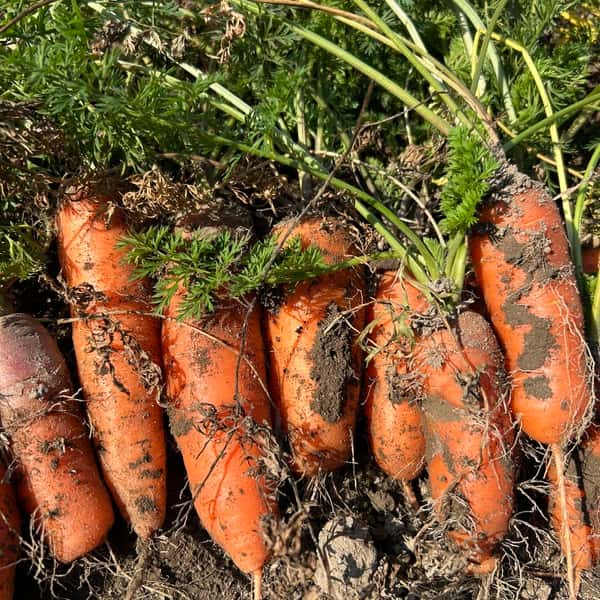 自然栽培黒田五寸人参