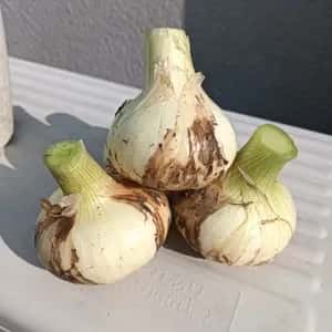 【期間限定】淡路島産＜新玉ねぎ＞農薬・化学肥料不使用