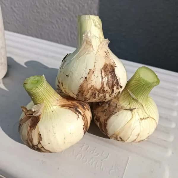 【期間限定】淡路島産＜新玉ねぎ＞農薬・化学肥料不使用