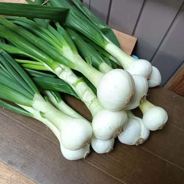 【旬の今だけ】淡路島産＜葉付き玉ねぎ＞農薬・化学肥料不使用