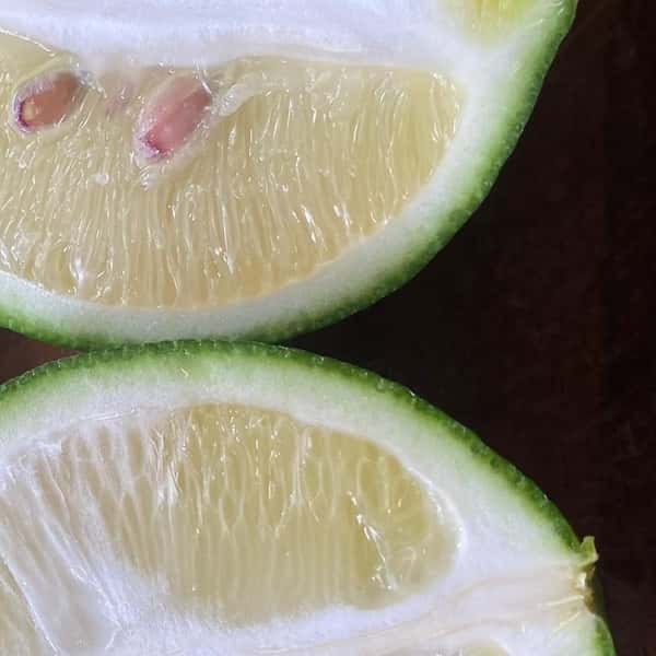 “食べるレモン” グリーンマイヤーレモン　【5個】